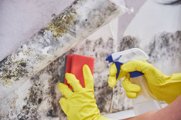 Biohazard Mold Removal in Start, LA